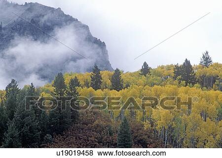Stock Photo - Autumn Aspen Trees and Clouds, Gunnison National Forest, Colorado. Fotosearch