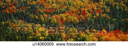 Stock Photography - Autumn color at Porcupine State Park, Michigan's Upper Peninsula, Michigan. Fotosearch