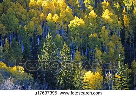 Stock Photography - Autumn colors Santa Fe National Park, NM. Fotosearch