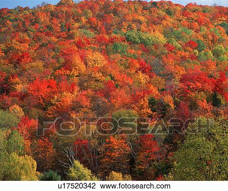 Autumn foliage View Large Photo Image Stock Image - Autumn foliage. Fotosearch