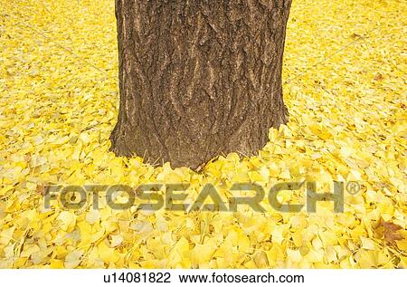 Autumn leaves around trunk of tree View Large Photo Image Stock Image - Autumn leaves around trunk of tree. Fotosearch