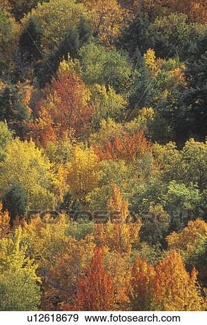 Autumn Leaves View Large Photo Image Stock Photo - Autumn Leaves. Fotosearch
