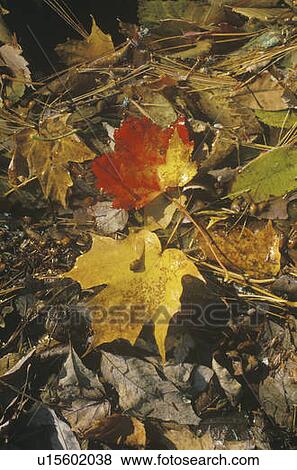 Stock Photo - Autumn Leaves. Fotosearch