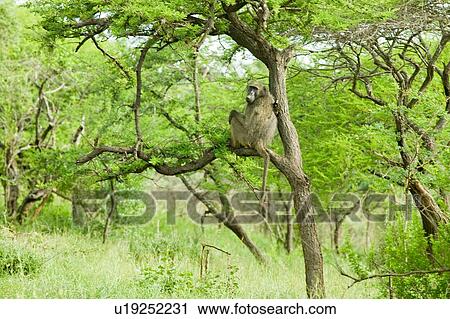Baboon in tree View Large Photo Image Stock Image - Baboon in tree. Fotosearch