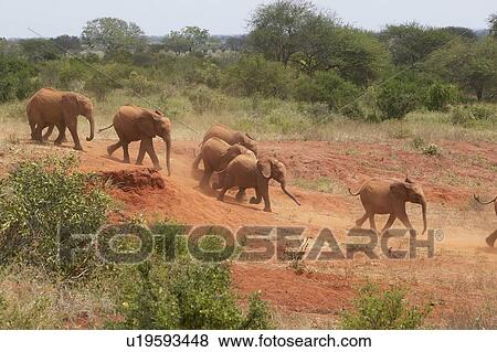 Baby African Elephants View Large Photo Image Stock Photo - Baby African Elephants. Fotosearch
