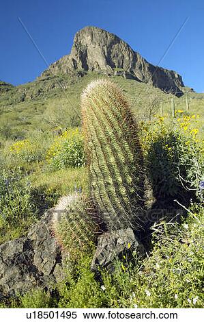 Barrel cactus and desert flowers blossoming View Large Photo Image Stock Photography - Barrel cactus and desert flowers blossoming. Fotosearch