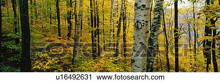 Stock Image - Birch and Maple Trees in Autumn. Fotosearch