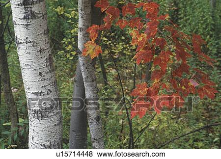 Stock Photo - Birch Trees in Autumn, New England. Fotosearch