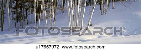 Birch Trees In The Snow, South of Woodstock, Vermont View Large Photo Image Stock Image - Birch Trees In The Snow, South of Woodstock, Vermont. Fotosearch