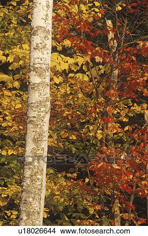 Picture - Birch Trees. Fotosearch