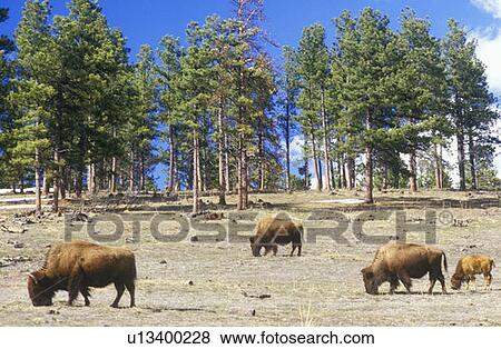Bison grazing View Large Photo Image Stock Photo - Bison grazing. Fotosearch
