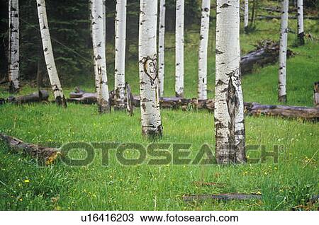 Stock Image - Black Cottonwood, Santa Fe National Forest, NM. Fotosearch