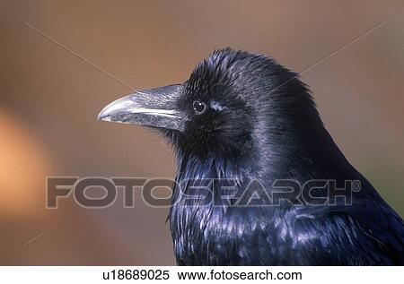 Black crow, Bryce Canyon, UT View Large Photo Image Stock Photography - Black crow, Bryce Canyon, UT. Fotosearch