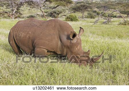 Stock Image - Black rhino. Fotosearch