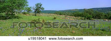 Stock Image - Blue Bonnets in Hill Country, Willow City Loop Road, Texas. Fotosearch