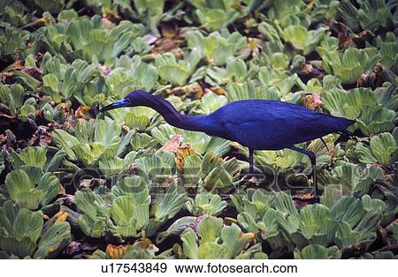 Blue Heron in Everglades View Large Photo Image Stock Photo - Blue Heron in Everglades. Fotosearch