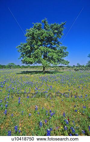 Bluebonnets in bloom with tree on hill, Spring Willow City Loop Road, TX View Large Photo Image Stock Image - Bluebonnets in bloom with tree on hill, Spring Willow City Loop Road, TX. Fotosearch