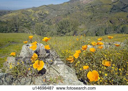 Bright golden poppies and the green spring hills View Large Photo Image Stock Photo - Bright golden poppies and the green spring hills. Fotosearch