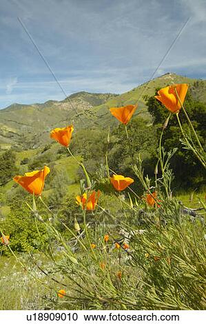 Bright golden poppies View Large Photo Image Stock Image - Bright golden poppies. Fotosearch