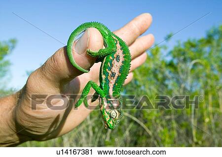 Brightly colored chameleon on human hand View Large Photo Image Stock Image - Brightly colored chameleon on human hand. Fotosearch