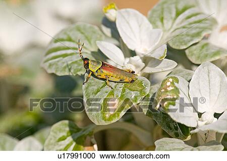 Brightly colored grasshopper on leaf View Large Photo Image Stock Image - Brightly colored grasshopper on leaf. Fotosearch
