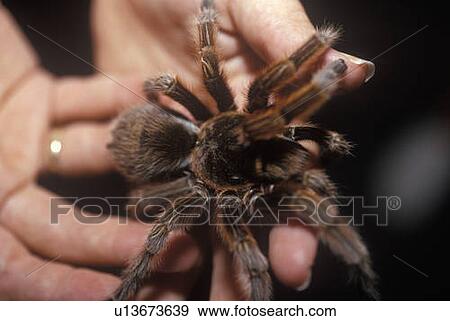Stock Photo - Brown tarantula. Fotosearch