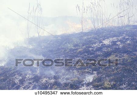 Stock Photo - Brush fire. Fotosearch