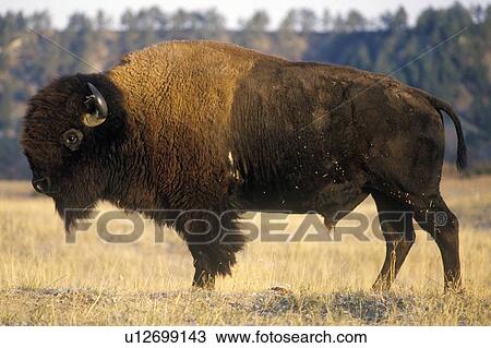 Buffalo grazing on range View Large Photo Image Stock Image - Buffalo grazing on range. Fotosearch
