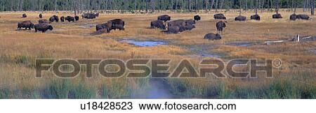 Buffalo grazing View Large Photo Image Stock Image - Buffalo grazing. Fotosearch