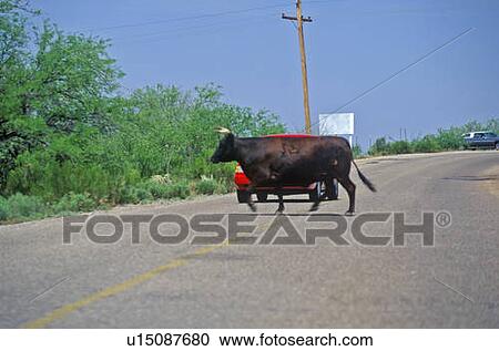 Bull crossing road in front of car View Large Photo Image Stock Image - Bull crossing road in front of car. Fotosearch