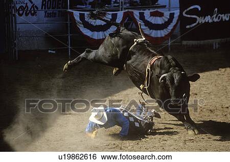 Bull Riding View Large Photo Image Stock Photograph - Bull Riding. Fotosearch