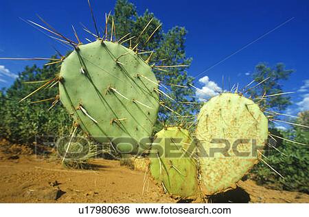 Cactus View Large Photo Image Stock Photograph - Cactus. Fotosearch