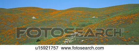 California Poppies, Spring Wildflowers, Antelope Valley, California View Large Photo Image Stock Photo - California Poppies, Spring Wildflowers, Antelope Valley, California. Fotosearch
