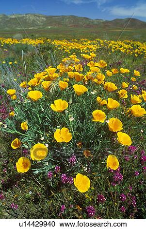 California Poppy in bloom, Northern CA View Large Photo Image Stock Image - California Poppy in bloom, Northern CA. Fotosearch