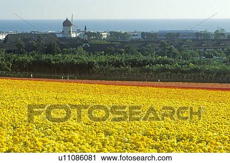 Stock Image - Carlsbad Ranch, Ranunculus, San Diego, CA. Fotosearch