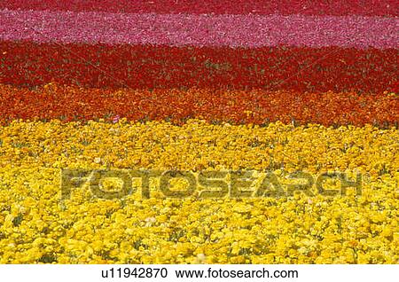 Stock Image - Carlsbad Ranch, Ranunculus, San Diego, CA. Fotosearch