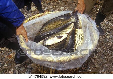 Catch of the day View Large Photo Image Stock Image - Catch of the day. Fotosearch