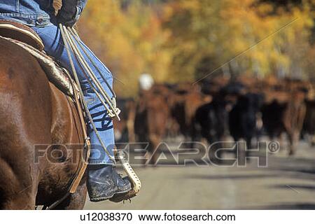 Stock Image - Cattle drive on Girl Scout Road. Fotosearch