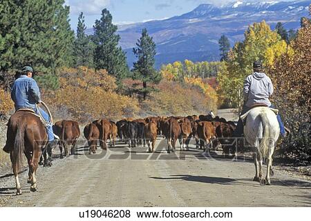 Stock Photo - Cattle drive on Girl Scout Road. Fotosearch