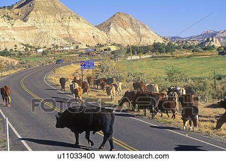 Cattle drive on Route 12 View Large Photo Image Stock Image - Cattle drive on Route 12. Fotosearch