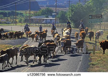 Stock Photograph - Cattle drive on Route 12. Fotosearch