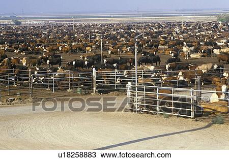 Cattle feed lots View Large Photo Image Stock Image - Cattle feed lots. Fotosearch
