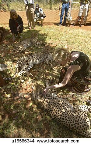 Cheetah in animal facility of Nairobi View Large Photo Image Picture - Cheetah in animal facility of Nairobi. Fotosearch