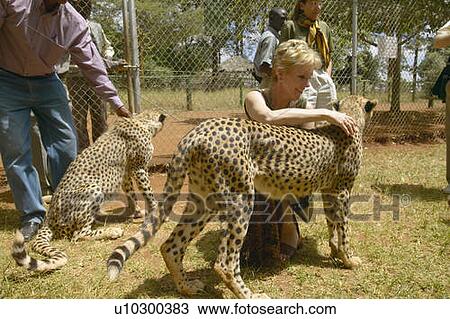Stock Image - Cheetah in animal facility of Nairobi. Fotosearch