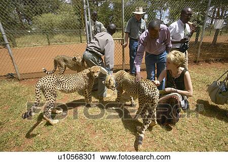 Stock Image - Cheetah in animal facility of Nairobi. Fotosearch