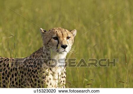 Cheetah stalking through high grasslands View Large Photo Image Stock Image - Cheetah stalking through high grasslands. Fotosearch