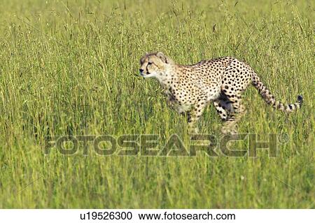 Cheetah stalking through high grasslands View Large Photo Image Stock Image - Cheetah stalking through high grasslands. Fotosearch