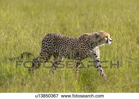 Stock Photo - Cheetah stalking through high grasslands. Fotosearch