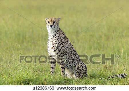 Stock Image - Cheetah. Fotosearch