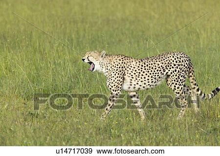 Stock Photo - Cheetah. Fotosearch
